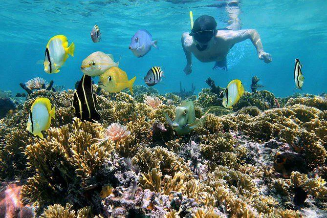 Snorkeler swimming over a coral reef surrounded by yellow tropical fish