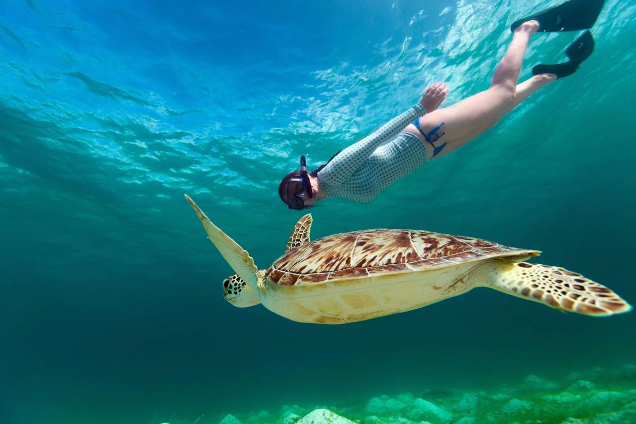 Snorkeler gliding above a green sea turtle in clear blue water