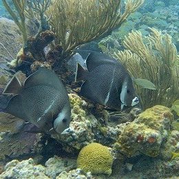 gray angel fish