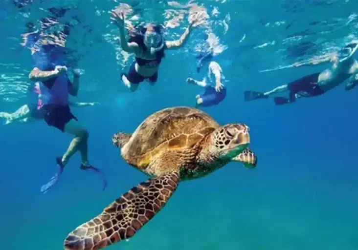 Ocean Surfari Snorkeling National Parks 04 1920