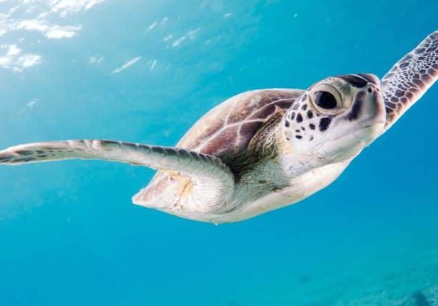 sea turtle